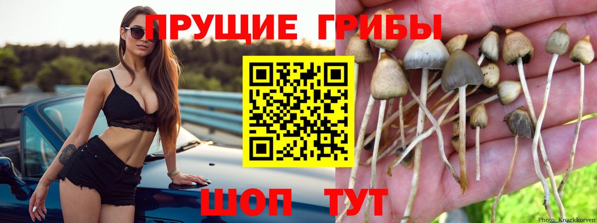 Галлюциногенные грибы Cubensis  Галлюциногенные грибы прущие грибы  Сегежа  Вход с VPN 